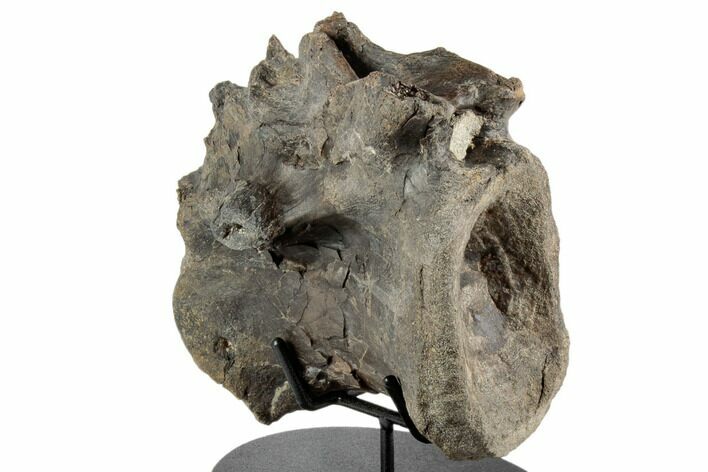 Tyrannosaur (Daspletosaurus?) Caudal Vertebra - Montana #192729